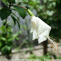 White Hibiscus