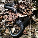 Rat Snake