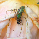 Green Lynx Spider