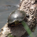 Painted Turtle