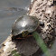 Painted Turtle