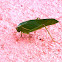 Giant Katydid