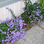 Hedgehog's Flower garden