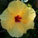 Hibiscus