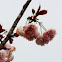 Royal Japanese Cherry tree (Blossoms)