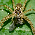 Fishing spider & prey