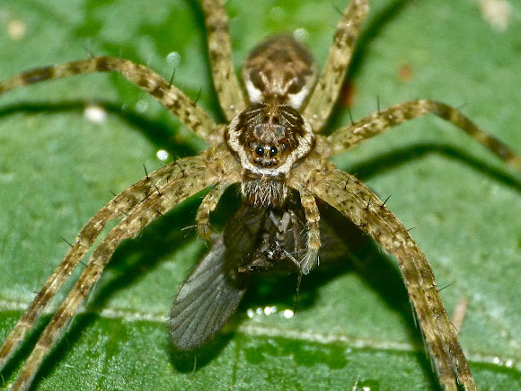Spotting Image 1