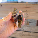 Hermit Crab