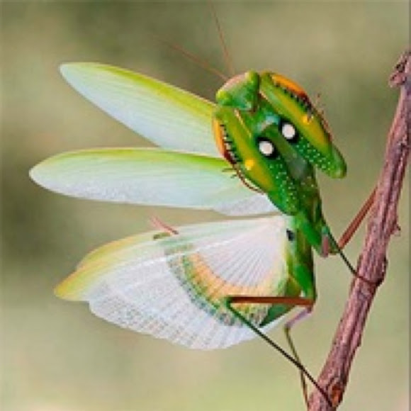 Spotting Image 1