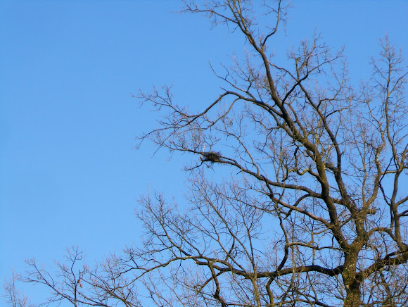 Spotting Image 1