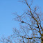 Nest
