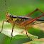 Cricket