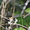 Blue-fronted Dancer Damselfly (female)