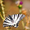 Scarce Swallowtail