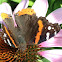Red Admiral Butterfly