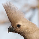 Grey go-away bird