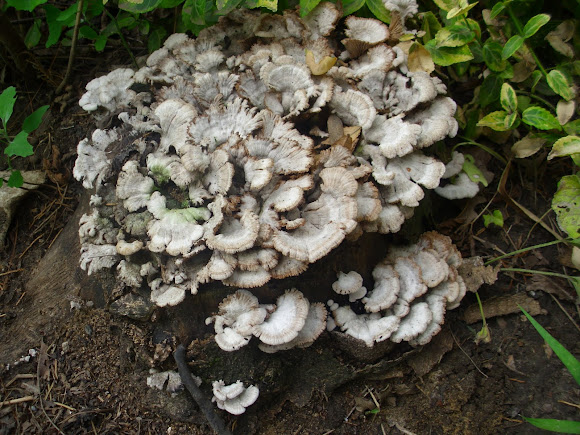Spotting Image 1