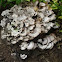 The Turkey Tail