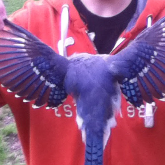 Spotting Image 1