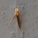 Mayfly