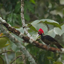 Carpintero Picoplata