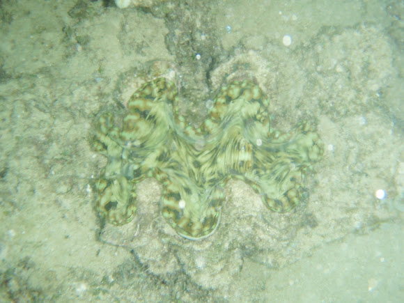 Spotting Image 1