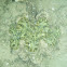 giant clam