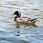 Mallard Duck