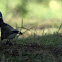 White-browed Babbler