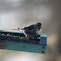 Redpoll?