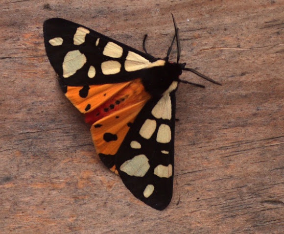 Spotting Image 1