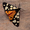Garden Tiger Moth