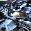 mushroom