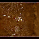 black and yellow garden spider/writing spider/corn spider