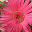 Gerbera Daisy