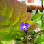 Lobelia - Trailing Sapphire