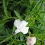 Lobelia - White