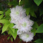 Clematis - Josephine 