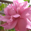 Rose Tree