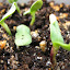 ceae's Pumpkins - Little October