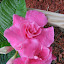 Mandevilla