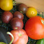 Tomato, Cherry - Pink Ping Pong
