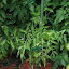 Tomato - Golden Girl