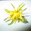 Cross Pollination in Heirloom Tomatoes? 