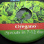 Oregano