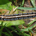 Eastern tent caterpillar