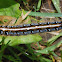 Eastern tent caterpillar