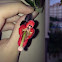 Lipstick Plant