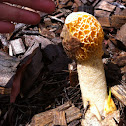Big stinkhorn