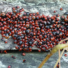 Milkweed bugs